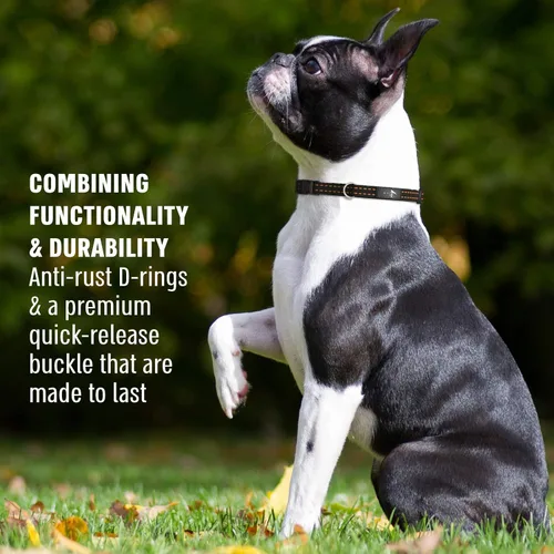 Vista 2 de Active Pets Collar de liberación rápida para perros pequeños y grandes, collar de seguridad ajustable con hebilla segura, comodidad transpirable