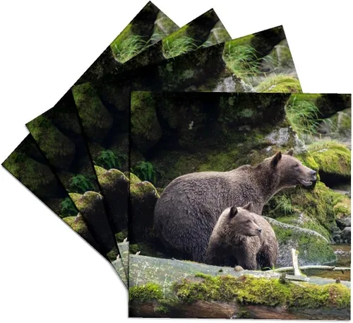Vista 9 de 3dRose Brown Bear cub Staying Close to mom at ANAN Creek. Set of 4 Coasters - Cork