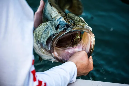 Vista 7 de Berkley PowerBait The Champ Minnow - Cebo suave de pesca, calabaza verde, 3.4 pulgadas