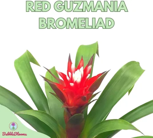 Vista 2 de BubbleBlooms Bromelia roja en una olla de 4 pulgadas Guzmania monostachia
