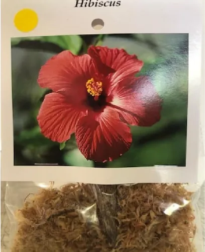 Vista 2 de CORTE DE PLANTAS DE HIBISCO AMARILLO HAWAIO ~ CRECE HAWAII
