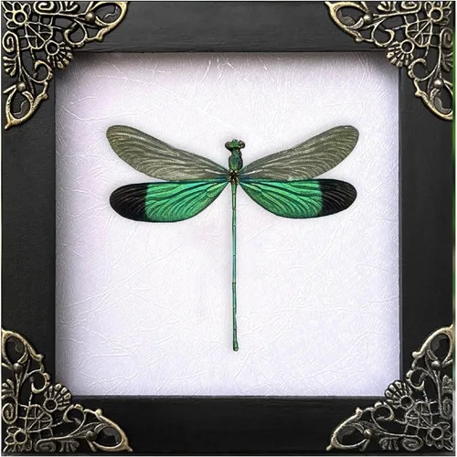 Vista 98 de 2 Real Dragonfly Specimens Shadow Box Framed Insect Display Oddities Curiosities Entomology Collection Natural History Wall Decor Gift for Nature