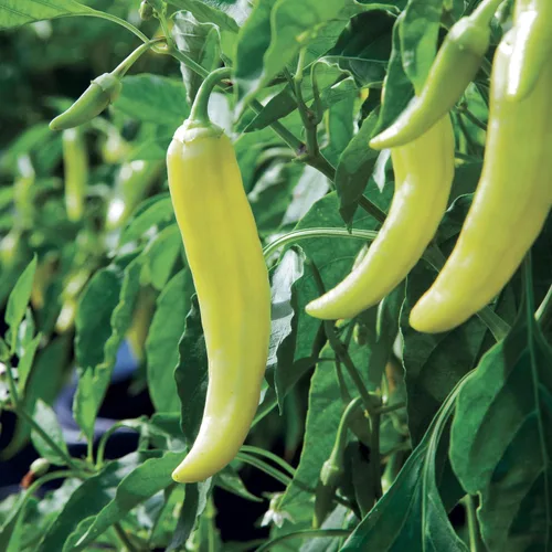 Vista 2 de Bonnie Plants Pimienta de plátano picante 19.3 oz. paquete de 4, amarillo