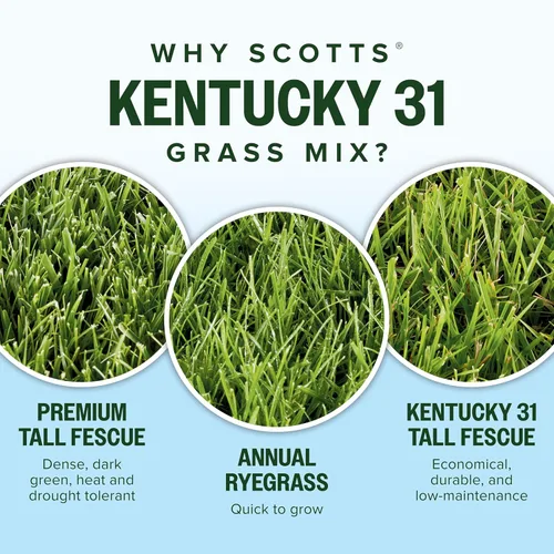 Vista 5 de Scotts Mezcla de semillas de césped Kentucky 31 para césped nuevo o sobresiembra, crece más gruesa y verde en comparación con otras mezclas Kentucky