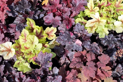 Vista 2 de 1200 BRESSINGHAM Campanas de Coral Mixtas Heuchera Sanguinea Semillas de Flor