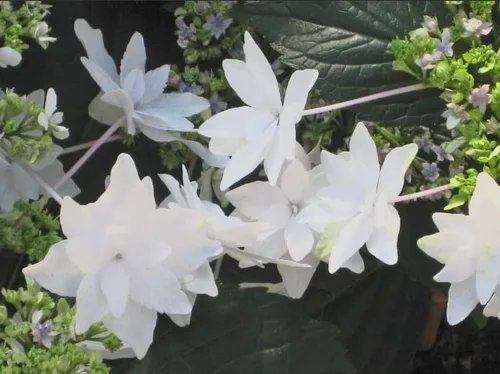 Vista 4 de Hydrangea 'Fuji Waterfall' - Hortensia rara doble lacecap - Elegantes flores blancas en cascada - Arbusto de jardín de sombra resistente - Maceta