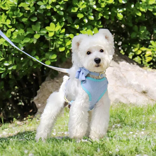 Vista 2 de Didog Lindo Arnés para Perro Pequeño con Collar y Correa con Moño, Arnés para Cachorros de Malla Suave y Transpirable Acolchado, Arnés para Perros