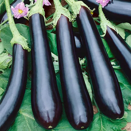 Vista 3 de Semillas Berenjena Long Pop - Vegetales tradicionales - Sin OMG