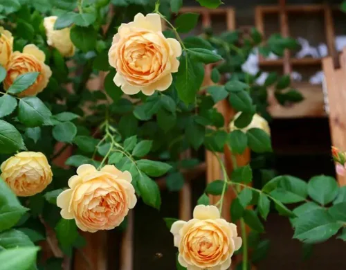 Vista 2 de 100 semillas de rosas trepadoras naranjas, plantas de jardín raras sin OMG