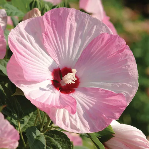 Vista 7 de Outsidepride Luna Pink Swirl - Semillas de hibisco – 10 semillas de flores perennes para plantar aptas para polinizadores, flores grandes