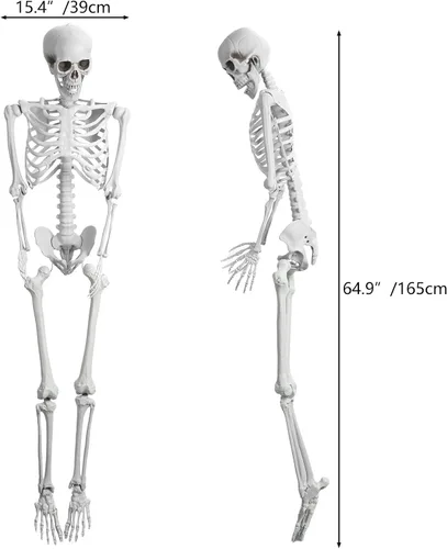 Vista 3 de Modelo de esqueleto humano de 5.4 pies/65.0 in, modelo de esqueleto posable de 64.9 pulgadas de alto, decoraciones de esqueleto de plástico