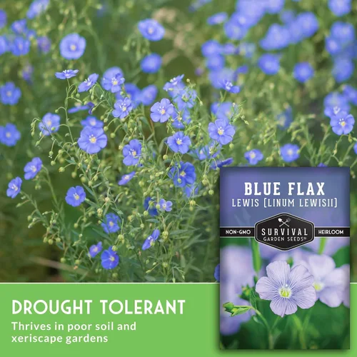 Vista 5 de Lewis - Semillas de lino azul para plantar, planta y cultiva flores silvestres nativas perennes tolerantes a la sequía para el jardín de tu hogar