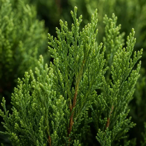 Vista 3 de Southern Red Cedar 1 Live Gallon Size Pot Juniperus Virginiana Silicicola Evergreen Privacy Trees Native Landscape Plants