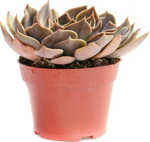 Vista 15 de Planta suculenta Echeveria viva - Suculenta Echeveria de 4 pulgadas (Echeveria Branco)