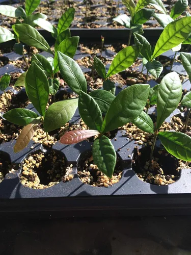 Vista 3 de Miracle Fruit /Planta de bayas Synsepalum dulcificum