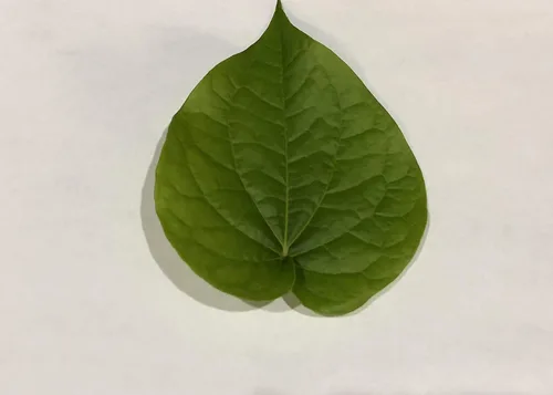 Vista 3 de Hoja de betel fresca, Paan, Piper Betel (10) no es una planta seleccionada a mano de primera calidad – Para masticar, puja religiosa, uso ayurvédico