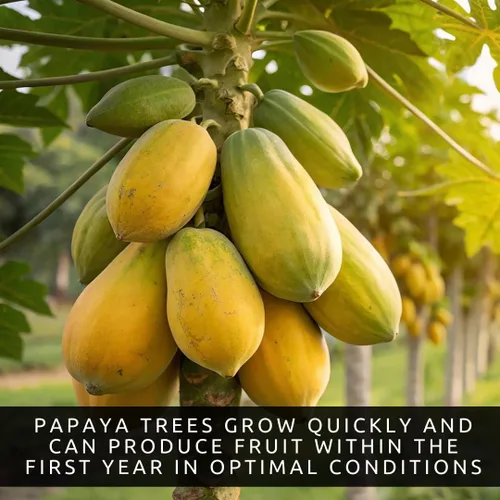 Vista 5 de 10 semillas de papaya enana para plantar, cultiva tu propio árbol frutal tropical en casa, patio o jardín - Sin OMG, de rápido crecimiento, frutas