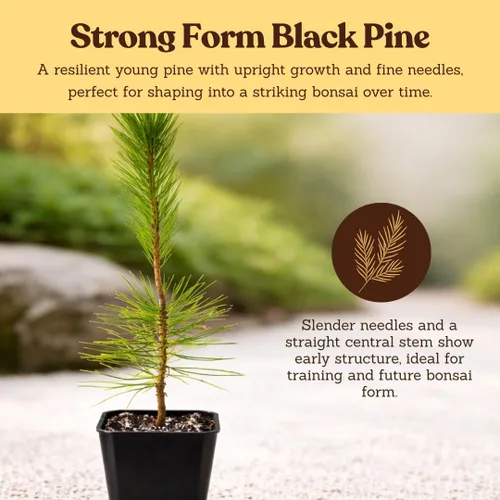 Vista 7 de My Shelfie - Árbol bonsái de pino negro japonés, árbol bonsái alto, plantas vivas para jardín exterior o interior, maceta de 2 pulgadas