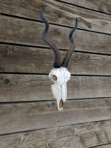 Vista 7 de Top Brass Calavera de antílope Kudu africano de 14 1/2 pulgadas, cabeza de montaje en pared, decoración rústica de safari