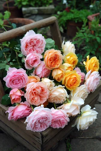 Vista 4 de Earth Angel Parfuma Rose, 1.5 galones en maceta, rosa rubor, planta viva Floraciones en forma de peonía, raíz propia, zonas resistentes 5-10
