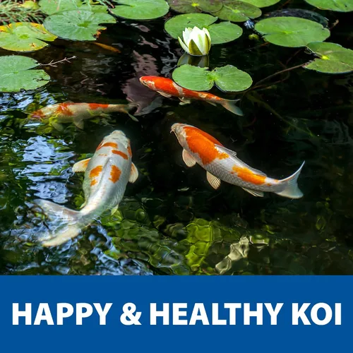 Vista 6 de The Pond Guy Spring & Fall - Alimento para peces con germen de trigo para Koi y Goldfish, pellets flotantes prémium para clima frío, fórmula