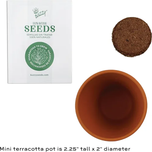 Vista 3 de BUZZY Seeds Daydream - Mini macetas de terracota con paquetes de semillas de margarita, juego de iniciación todo en uno con instrucciones medianas