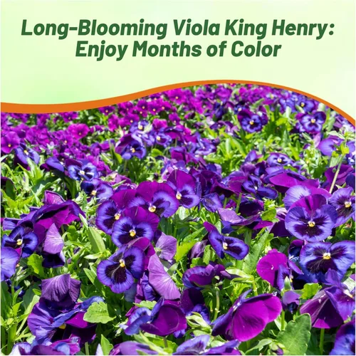 Vista 6 de Outsidepride King Henry Viola - Semillas de pensamiento para plantar, 1000 unidades. Flores perennes, resistentes al frío y aptas para polinizadores