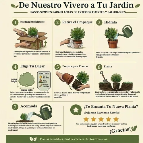 Vista 6 de Star Jasmine 'Large Leaf' (2.5 cuartos de galón) Aromático Blanco Floreciente Vid de hoja perenne – Planta de pleno sol vivo para exteriores