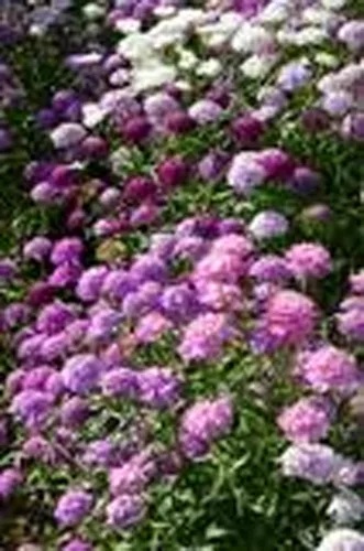 Vista 2 de Candytuft, Tall Mix Seeds, 100 semillas, rosa hermoso, lavanda, flores blancas