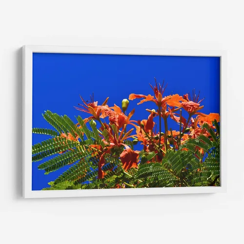 Vista 10 de Canvas Lab Lienzo decorativo para pared Árbol Flamboyan, Cancún por el artista Luis Velasco – Tamaño: 12 x 8 in - Tema: Botánico, Floral,Naturaleza
