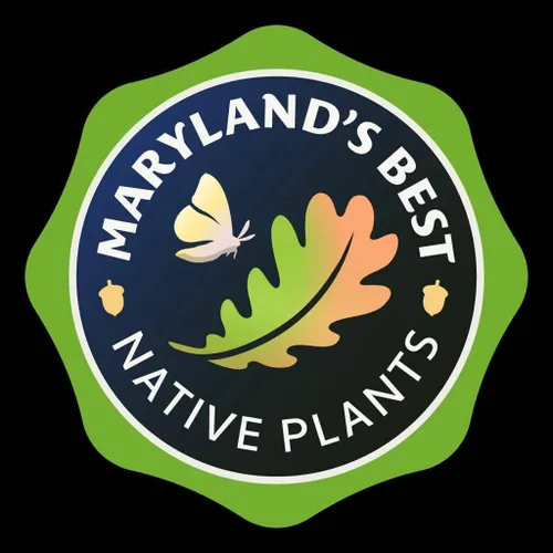 Vista 7 de New England Aster Seeds - Alrededor de 100 semillas