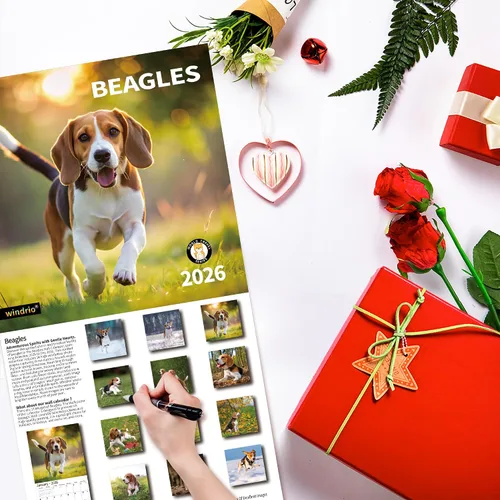 Vista 6 de Calendario de Pared 2026, Calendario 2026, noviembre de 2025 a diciembre de 2026, Calendario de Pared Beagles, 12" x 24" abierto, página completa