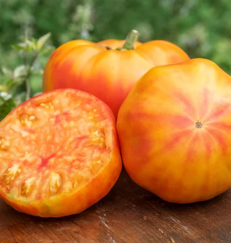 Vista 3 de Burpee 'Big Rainbow' Heirloom, Tomate Grande Beefsteak para Rebanar, 100 Semillas Sin OGM