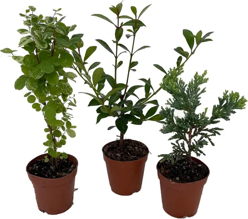 Vista 2 de Zen Living Bonsai Surtido - 3 Plantas Macetas de 2