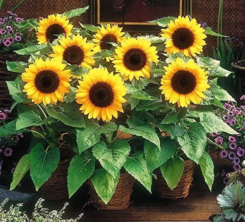 Vista 2 de Semillas de girasol enano sin OMG 3,500 semillas (1 libra)