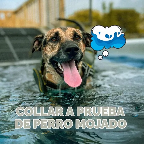 Vista 4 de Dogtra CUE Verde – Collar electrónico para entrenamiento de perros con control remoto – Entrenamiento hecho fácil para dueños de perros cotidianos