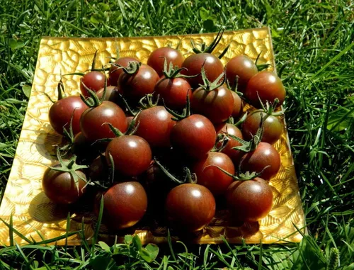 Vista 4 de 50+ Semillas de Tomate Cherry - Negro Vegetal