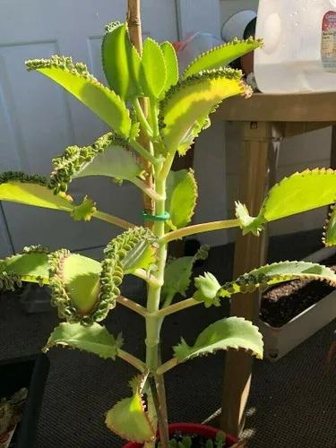 Vista 2 de 1 planta viva madre de miles Suculenta Kalanchoe Daigremontiana de 4 pulgadas Bryophyllum Daigremontianum 1 planta de sombrero mexicano