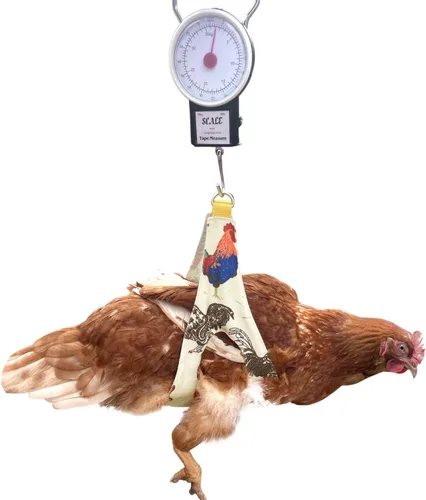 Vista 5 de Soporte de pollo con báscula de peso para gallos gallina polla aves de corral báscula de pesaje