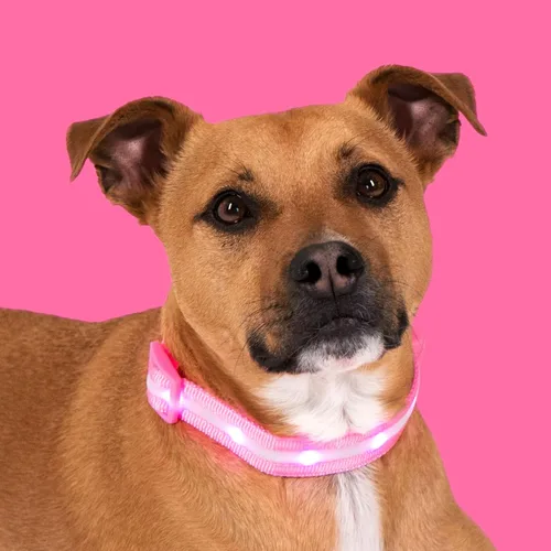 Vista 8 de Blazin - Collares luminosos para perros, collar led original para perros con 1,000 pies de visibilidad, recargable mediante USB e impermeable