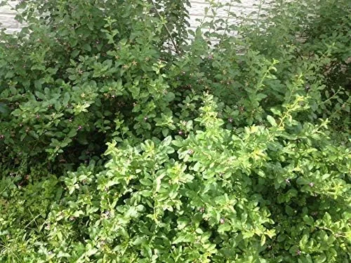 Vista 2 de 2 Planta viva Goji Berry Lycium Barbarum Arraigado Corte saludable Super Fruit Tree #PRG1
