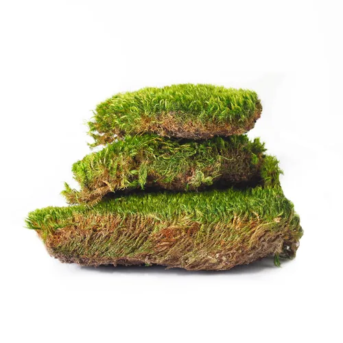 Vista 4 de SuperMoss - Musgo decorativo preservado., Verde fresco