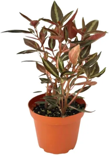 Vista 11 de Peperomia Ecuador Live Plant - Pet-Safe Indoor Decor