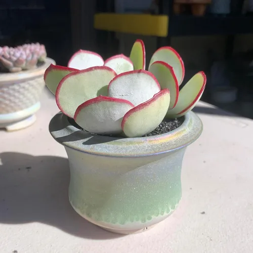 Vista 2 de Plantas Suculentas Vivas Echeveria 'White Eyebrow' 2 pulgadas Paquete de 3, Suculentas Verdes Raras Raíz Desnuda Sin Tierra de Maceta, Plantas Vivas