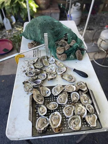 Vista 5 de Máquina Shucker de ostras, kit de shucking de almejas de ostras