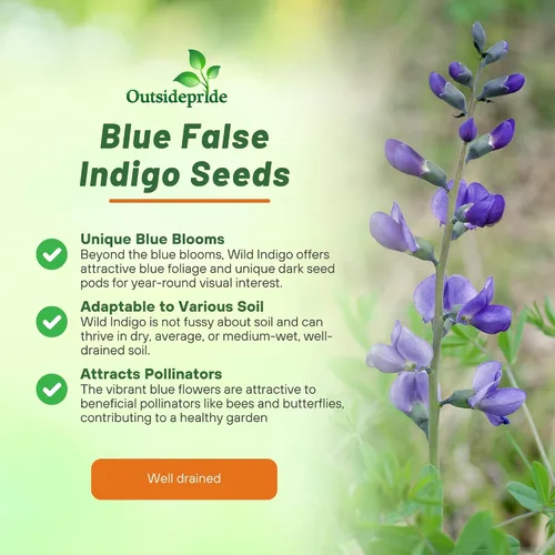Vista 3 de Outsidepride Semillas azules de índigo falso para plantar, 50 flores perennes con hábito de crecimiento alto, tolerantes al frío, plantas