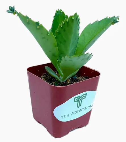 Vista 3 de Mother of Miles Mexican Hat Kalanchoe Diagremontiana - Planta suculenta viva en maceta de 2 pulgadas con tierra totalmente enraizada. Fácil