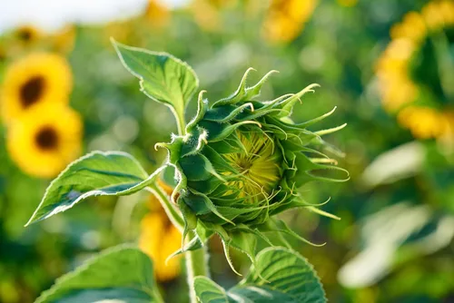 Vista 6 de Semillas de girasol gigante para plantar – Cultiva girasoles gigantes en tu jardín – 50 semillas de reliquia sin OGM – Instrucciones completas