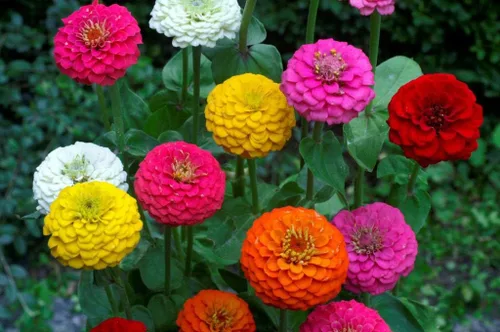 Vista 2 de Semillas Flores Hermoso Enano Zinnia Elegans Midget Lilliput Mix Anual - 100 Semillas