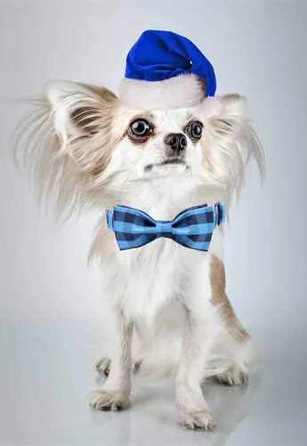 Vista 5 de Unique style paws Collar de perro de algodón con lazo, collar para cachorro con cuadrícula negra y azul para perros pequeños, medianos y grandes